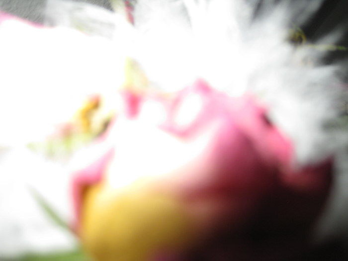 Zitronen beißen nicht